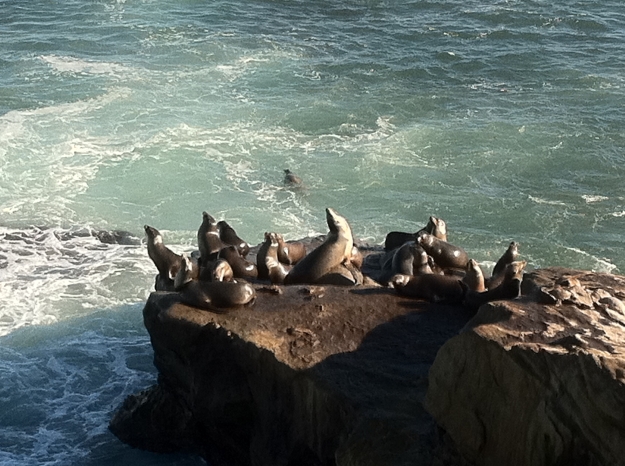 Seals in La Jolla
